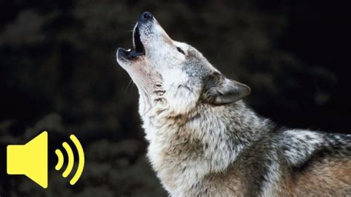 what does wolf pack mean