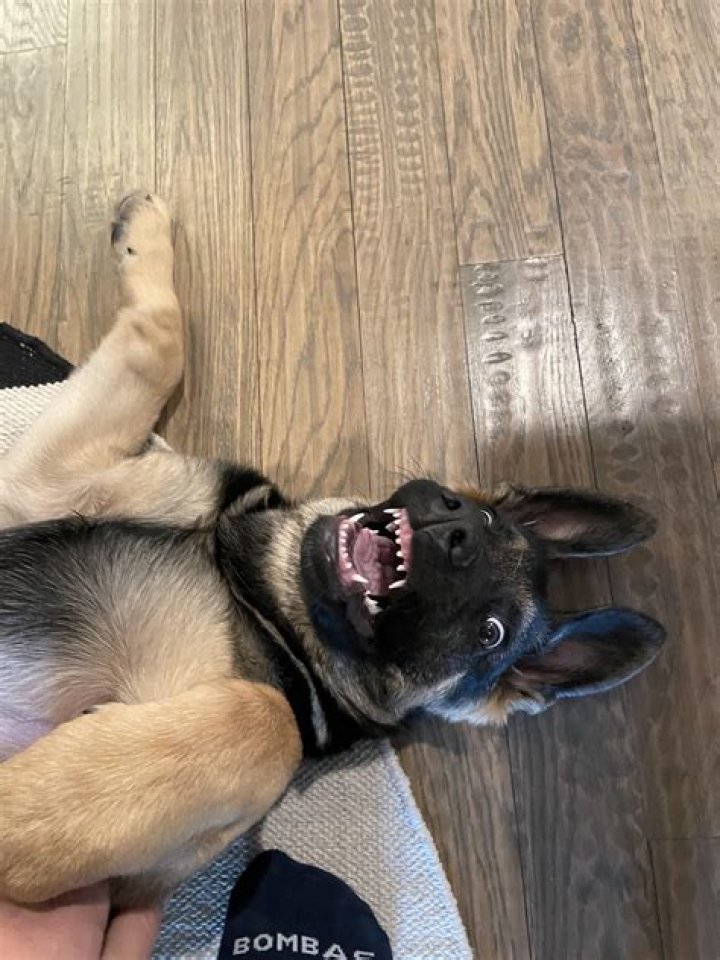 what dog has the sharpest teeth
