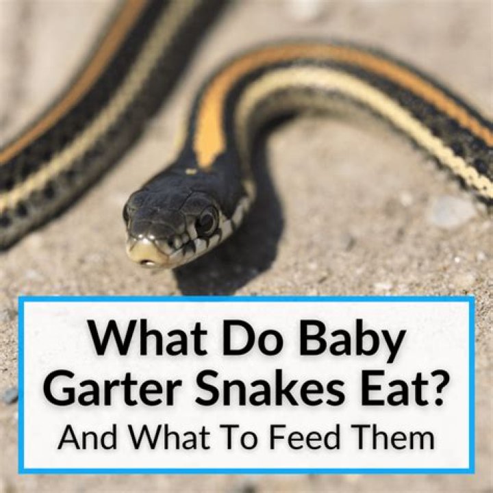 what eats garter snakes - Lisbd-net.com