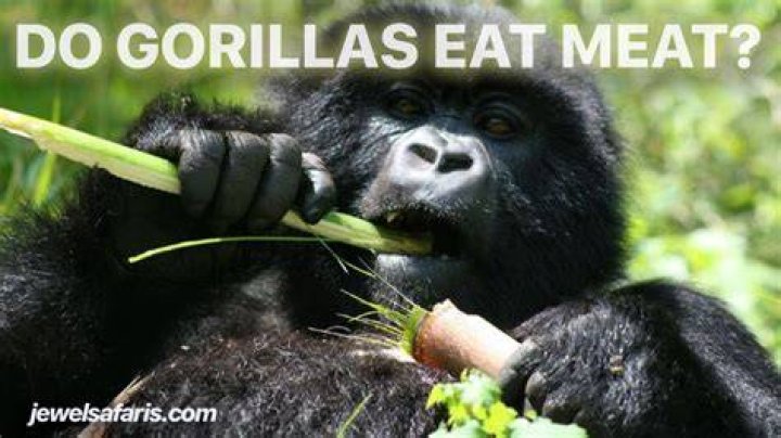 what eats gorillas - Lisbd-net.com