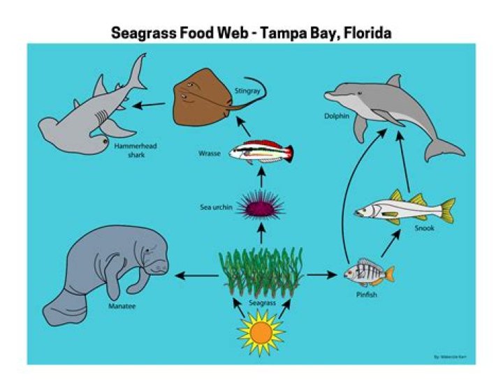 what eats kelp in the ocean