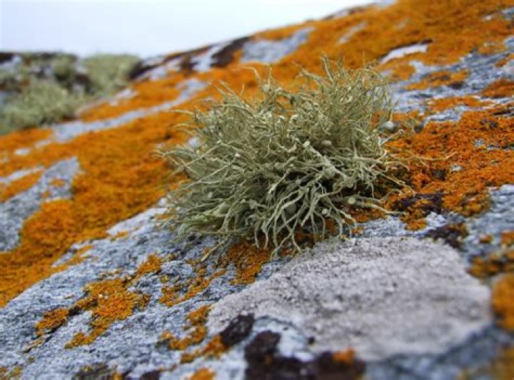 what eats lichens in the tundra