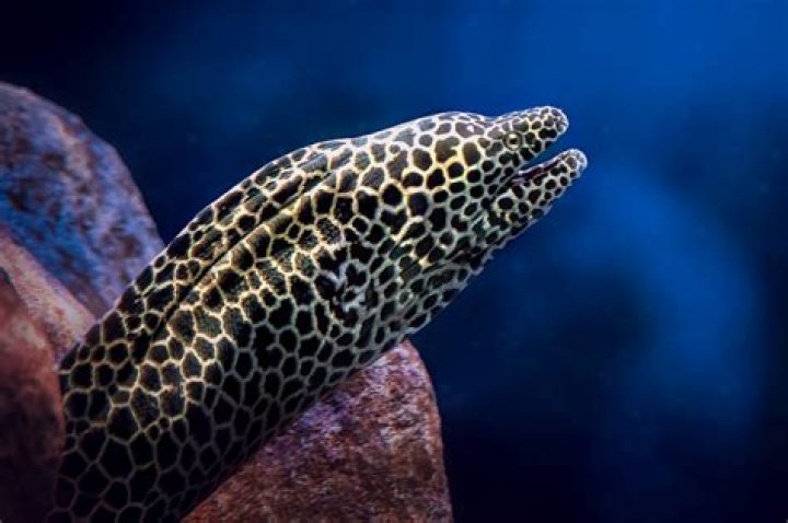 what eats moray eels - Lisbd-net.com