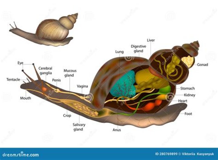 what eats sea snails - Lisbd-net.com