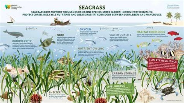 what eats seagrass in a coral reef