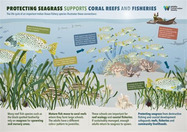 what eats seagrass in the coral reef