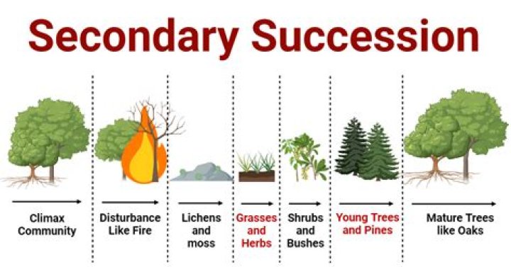 what effect does succession have on the biodiversity of ecosystems