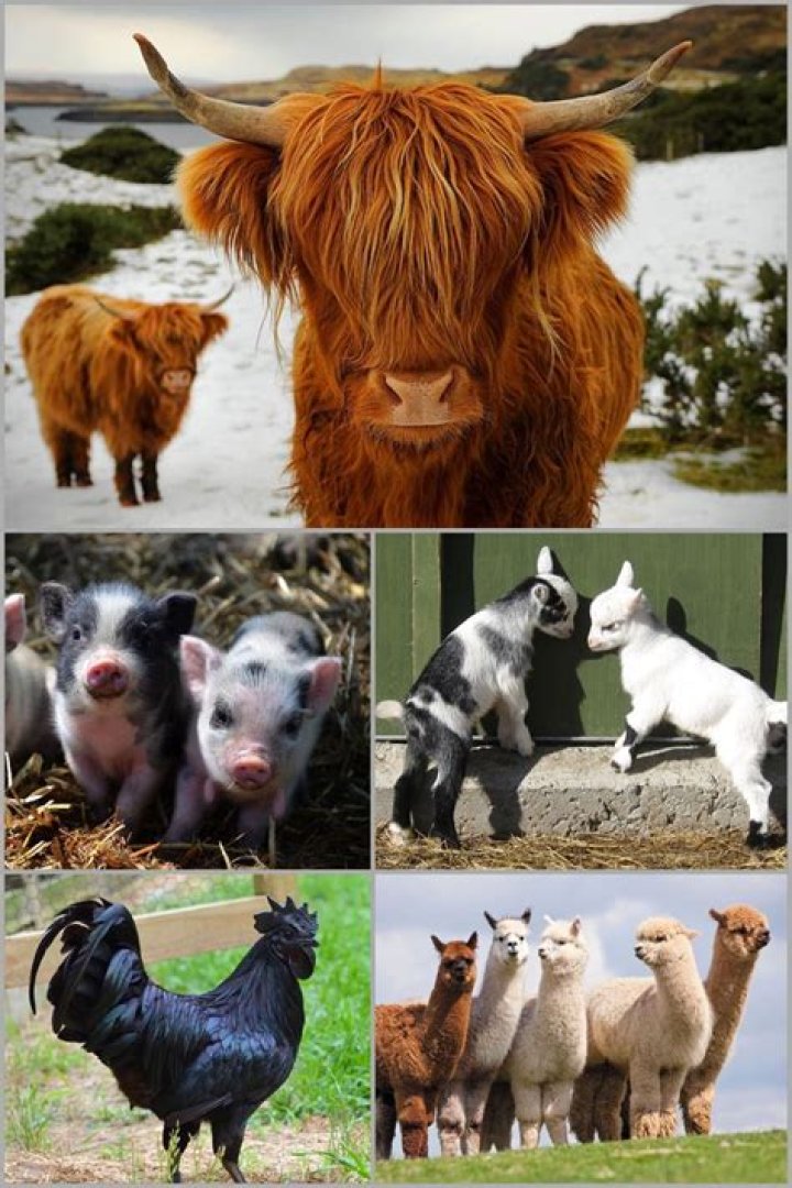 what farm animals can live together