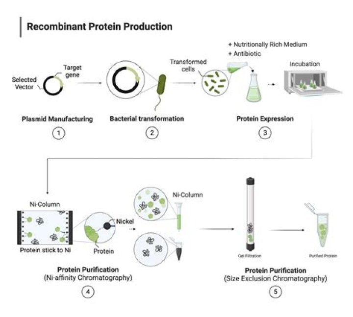 what features of dna make it possible to make recombinant dna in the lab? (select all that apply.)