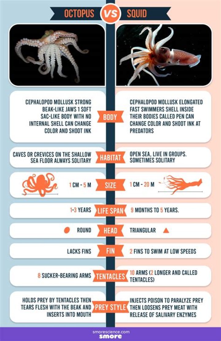 what features of squid and octopuses are adaptations for predation