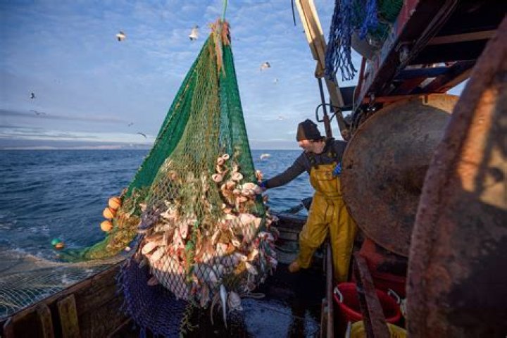 what fish eat kelp - Lisbd-net.com