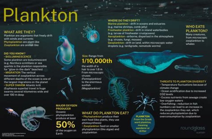 what fish eat plankton - Lisbd-net.com