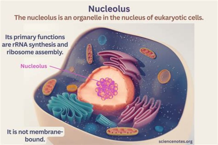 what function does the nucleolus have?