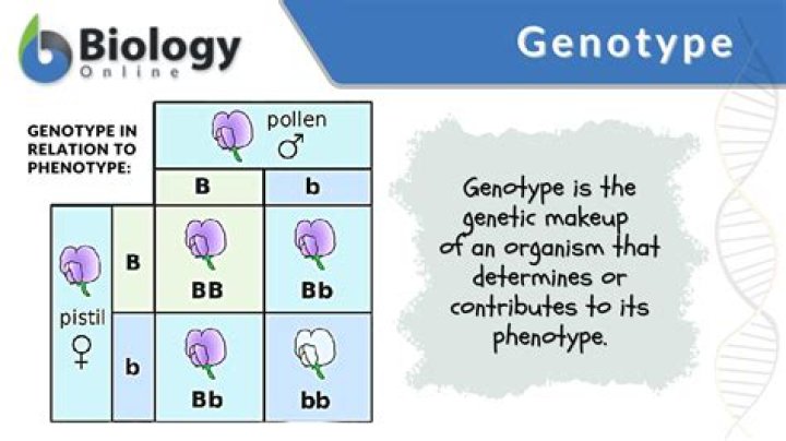 what gametes would an organism with the genotype bb produce