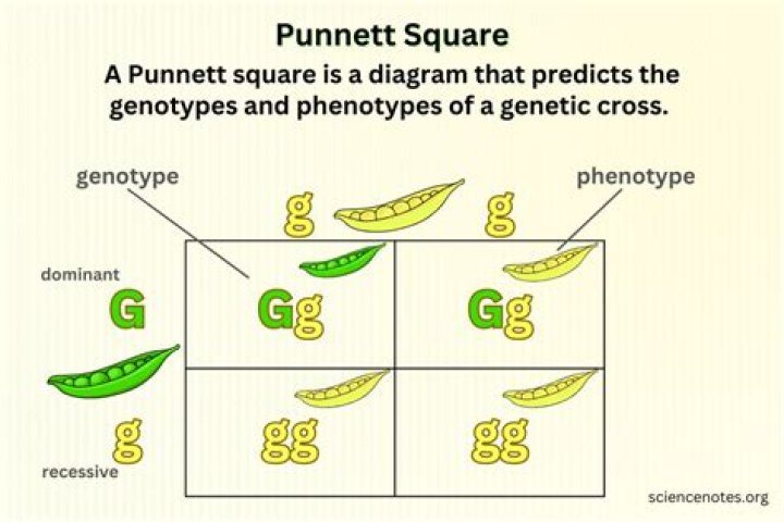 what genetic information can be obtained from a punnett square