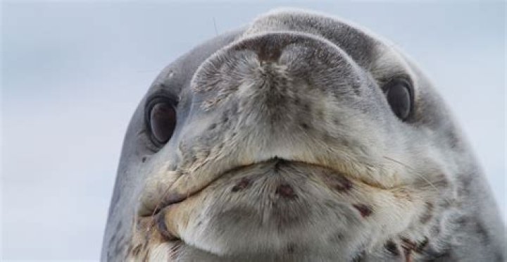 what happen to seal face