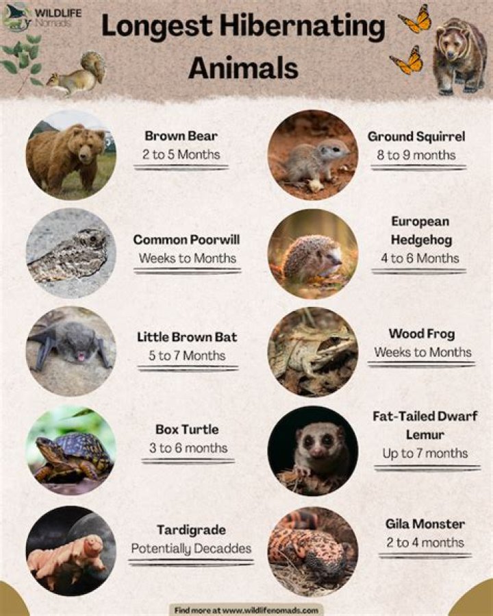 what happens during hibernation - Lisbd-net.com