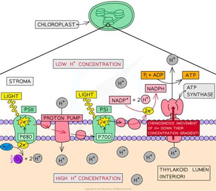 what happens during photophosphorylation - Lisbd-net.com