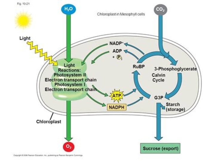 what happens during the light dependent reactions