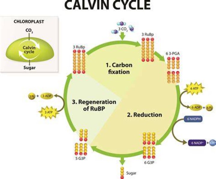 what happens during the reduction stage of the calvin cycle