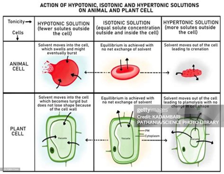 what happens in a hypertonic solution