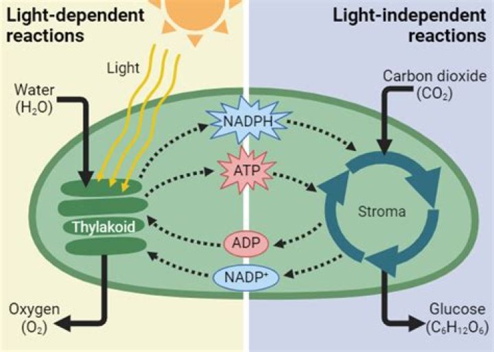what happens in the dark phase of photosynthesis