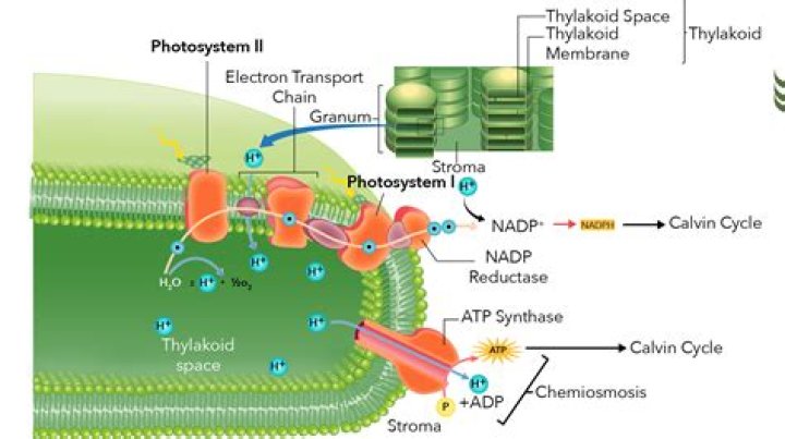 what happens in the thylakoid membranes