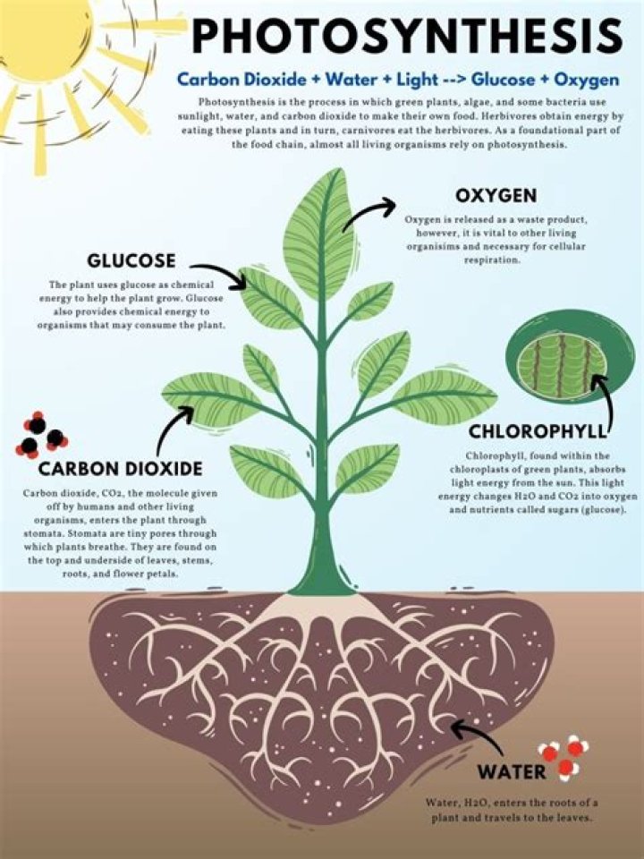 what happens to a carbon atom during photosynthesis