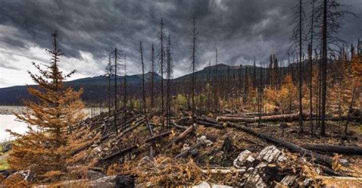 what happens to a forest after a fire