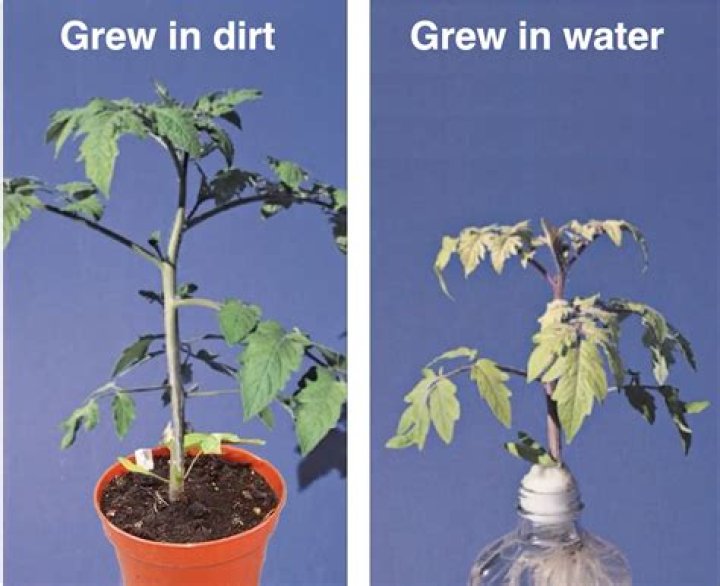 what happens to plants without water