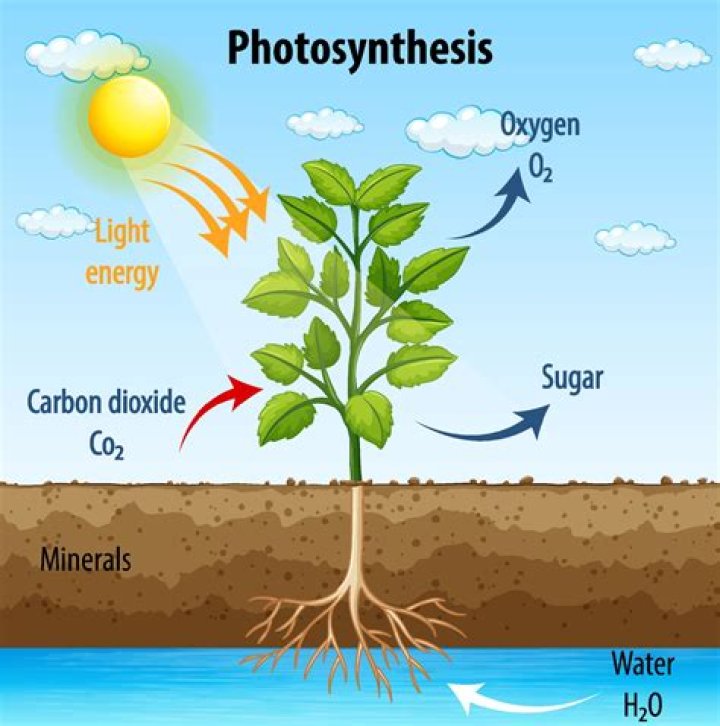 What Happens To Water During Photosynthesis?