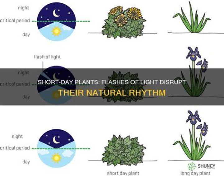 what happens when long day plants receive flashes of light