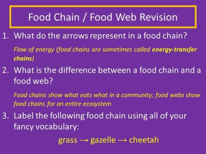 what happens when something in a food chain goes extinct
