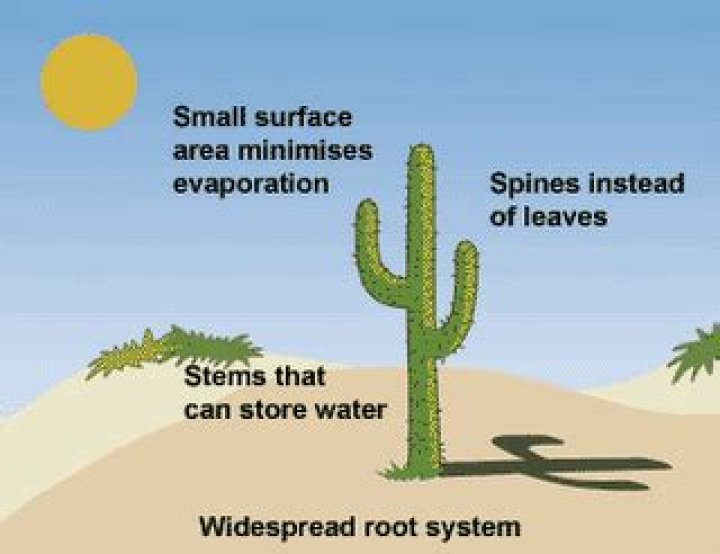 what helps a cactus survive in the desert