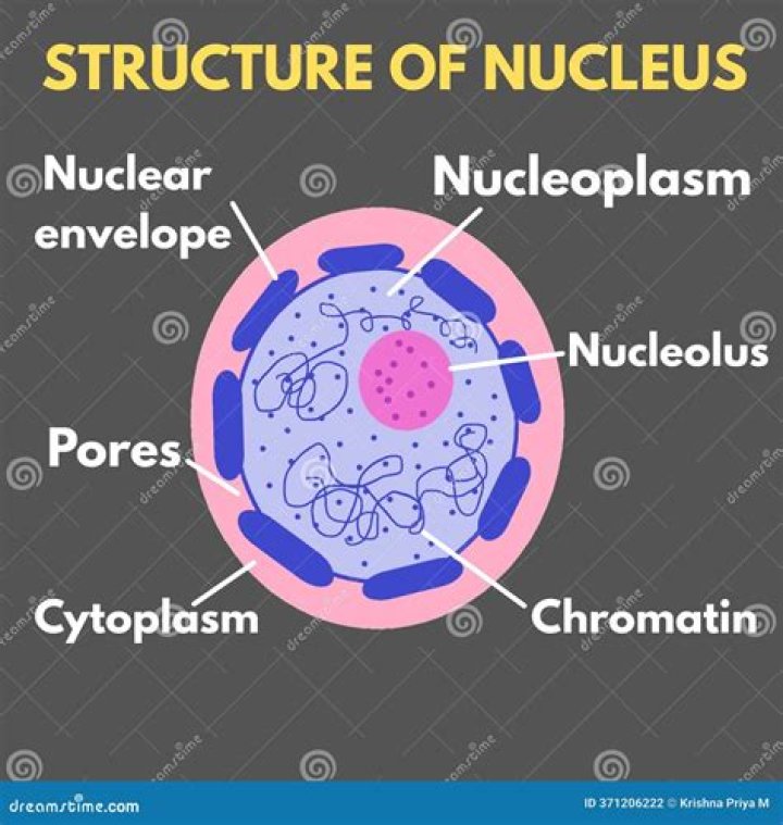 what helps hold the nucleus in place in a cell?