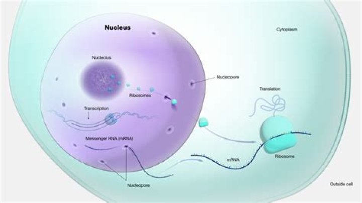 what holds the nucleus together in a cell