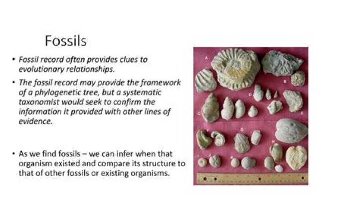 what information does the fossil record provide