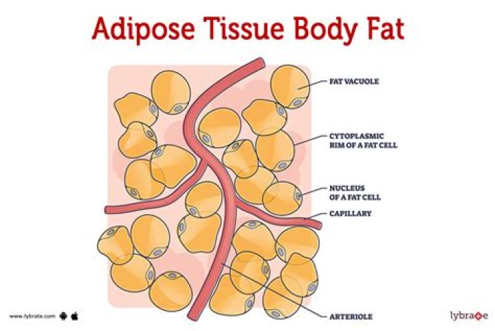 what insulates the body - Lisbd-net.com