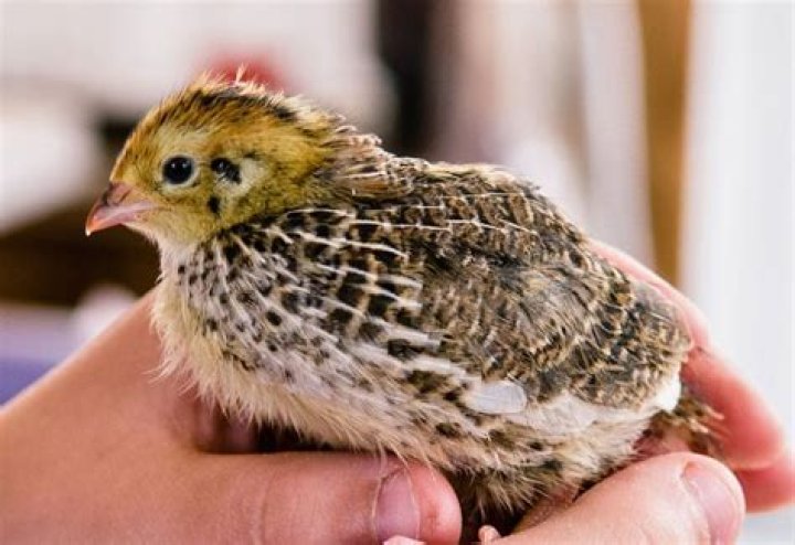 what is a baby quail called