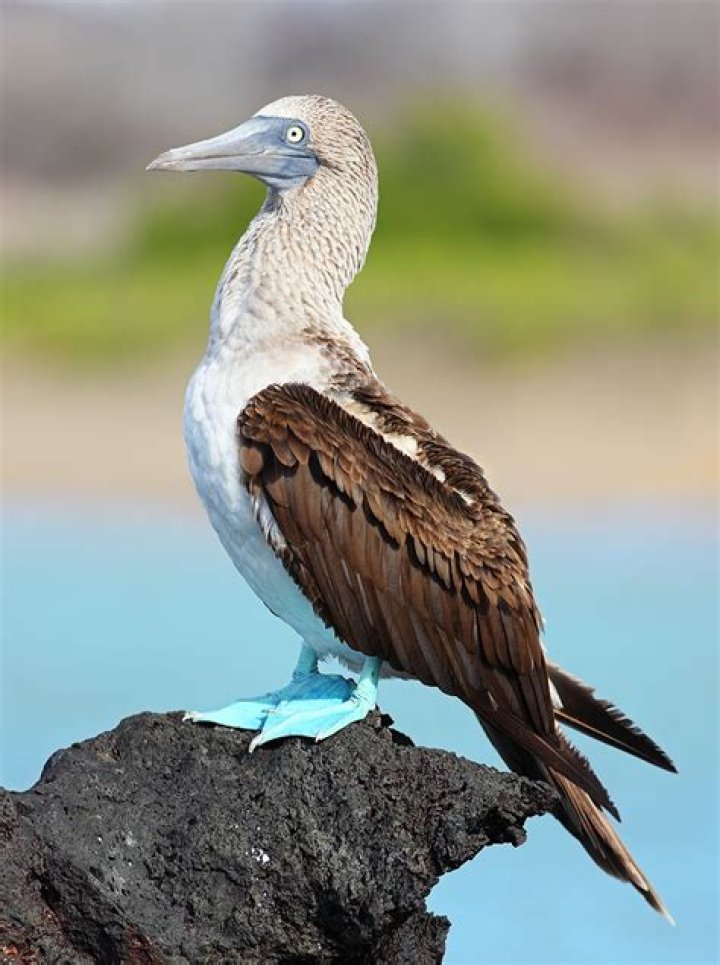 what is a blue footed booby