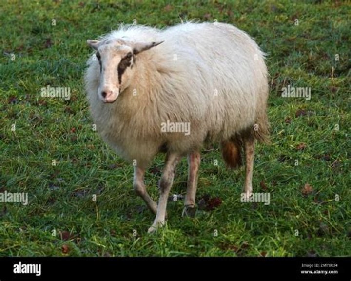 what is a bunch of sheep called