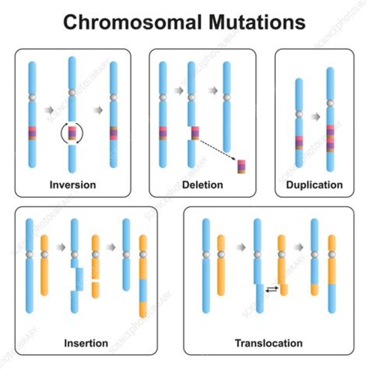what is a chromosomal mutation