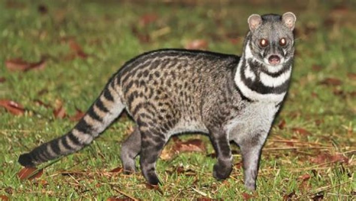 what is a civet animal