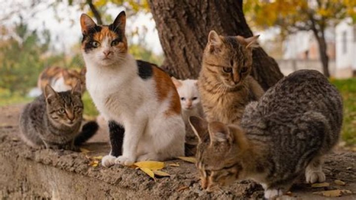 what is a collection of cats called