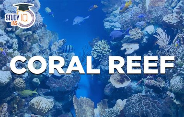 what is a coral reef definition