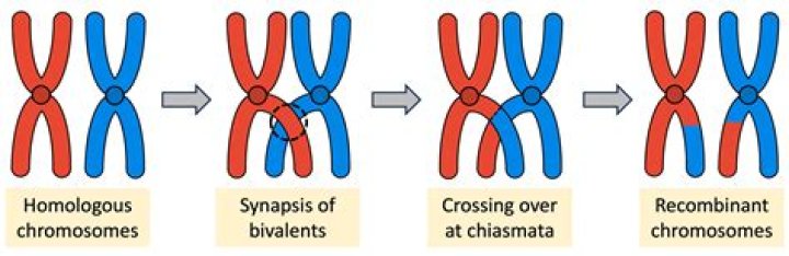 what is a cross that occurs between two individuals that differ in two characteristics?