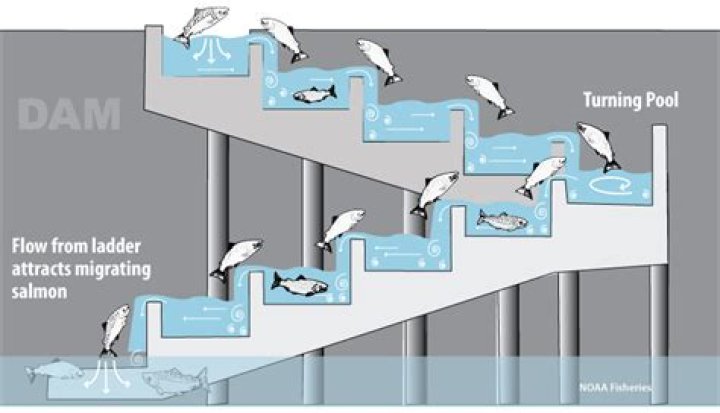 what is a fish ladder
