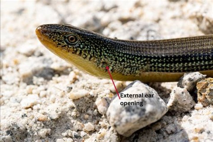what is a glass lizard