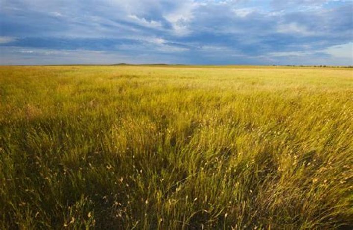 what is a grassy plain called