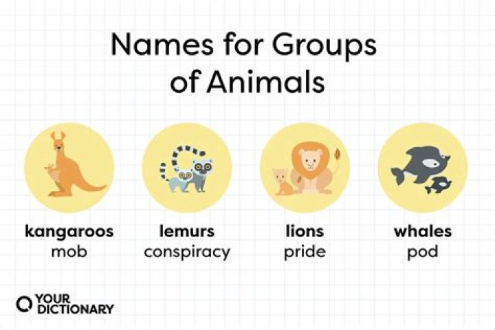 what is a group of lambs called
